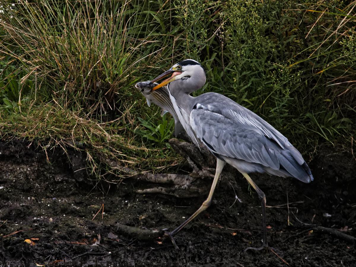 Heron gris